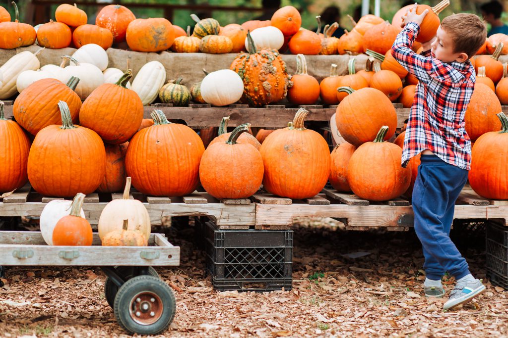 boy picks pumpkin at the farmers market. The person in motion, defocused.