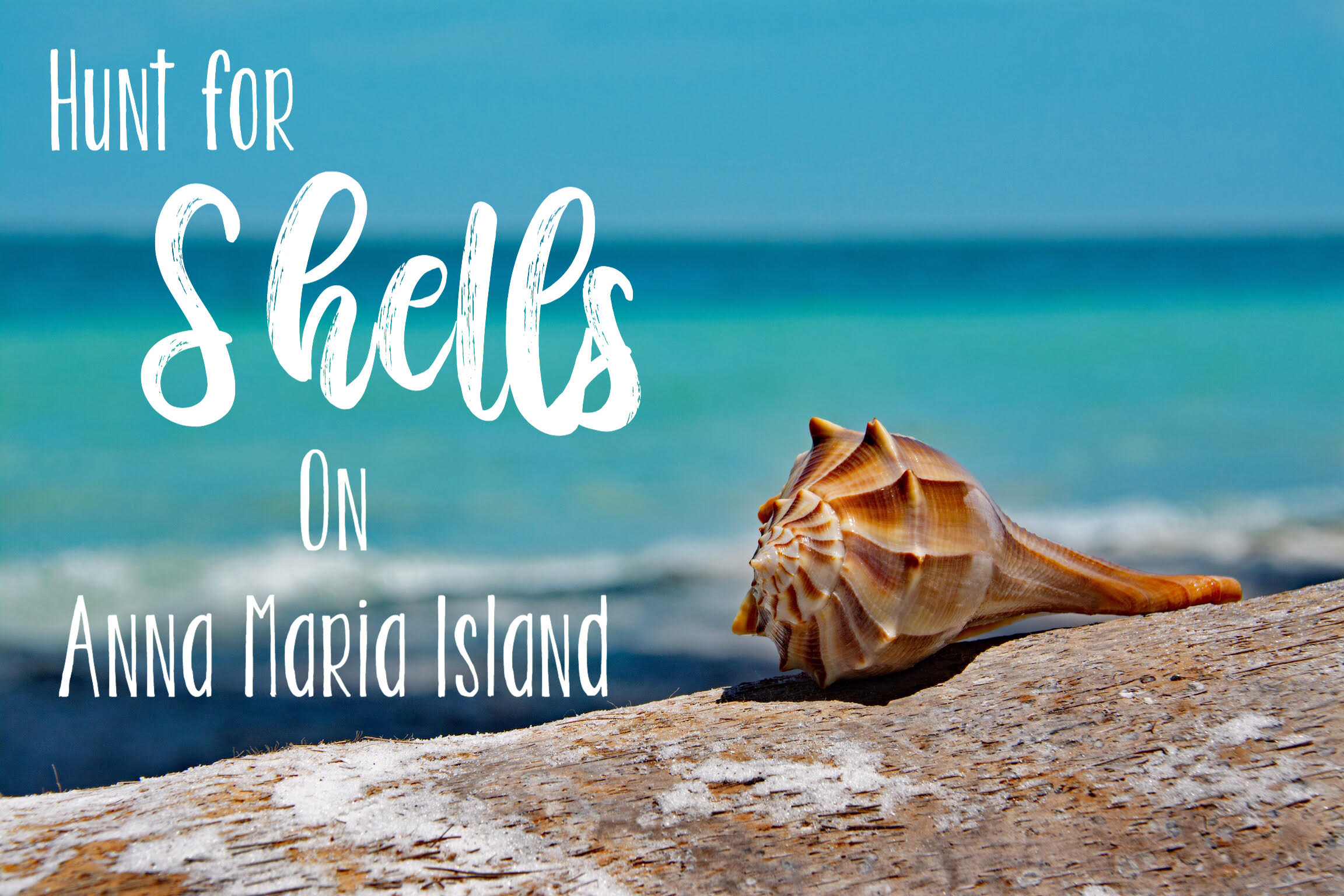 Hunt for Shells on Anna Maria Island