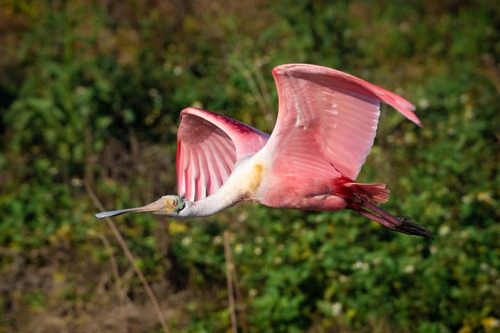 picture of a spoonbill flying along the coast of Florida with greenery in the background