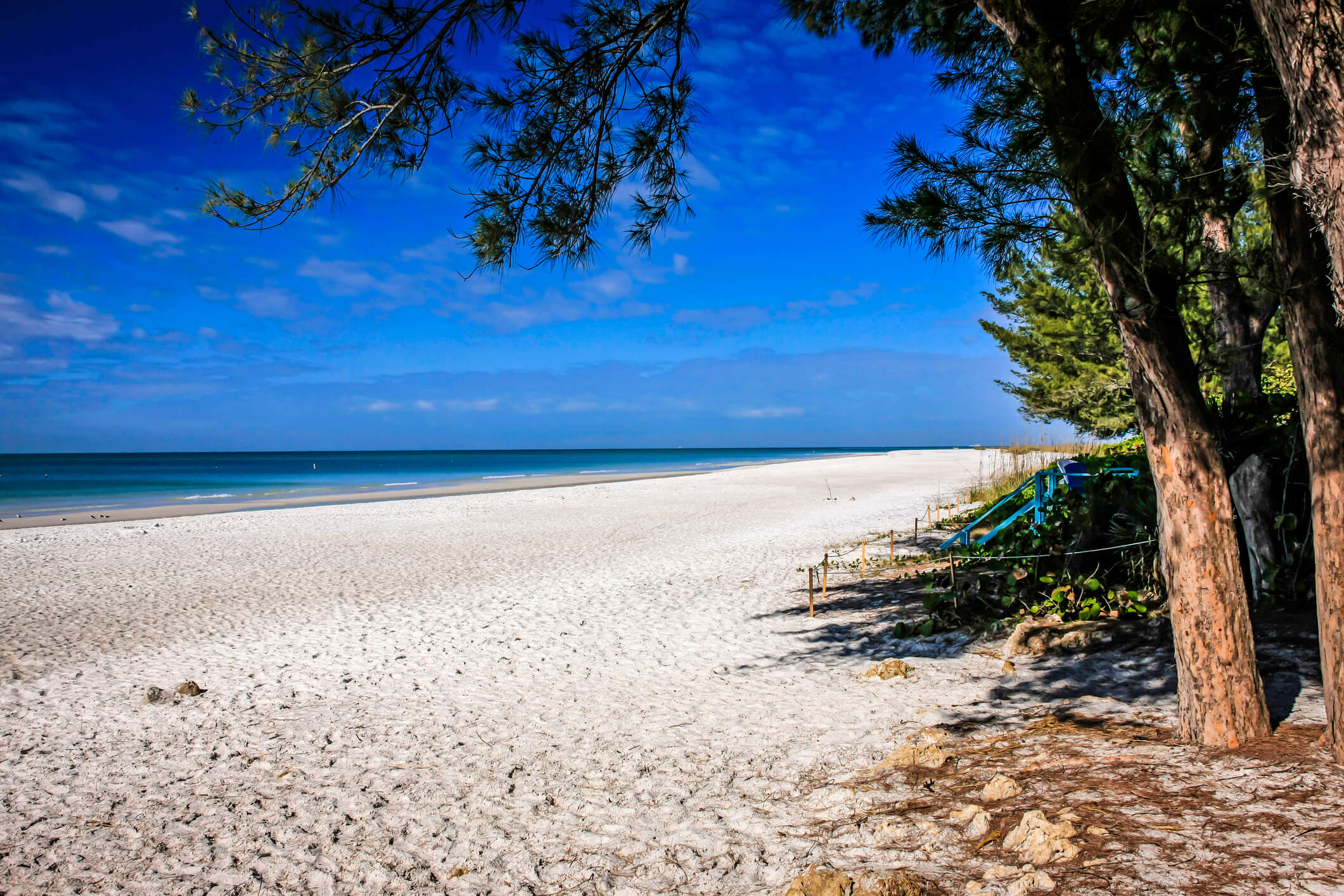 What You Need to Know About the Turtle Nesting Season on Anna Maria Island