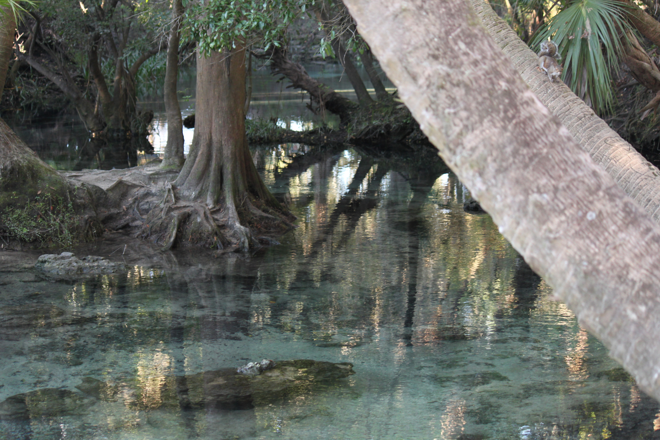 3 Natural Springs State Parks Near Anna Maria Island for a Day Trip with the Family