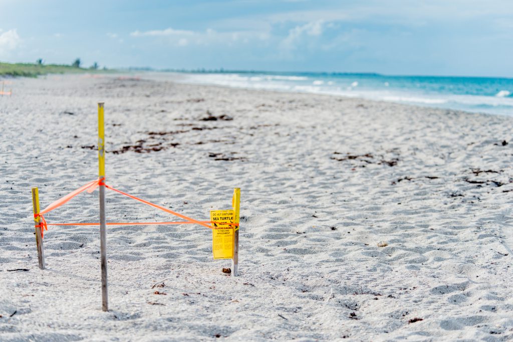 What You Need to Know About the Turtle Nesting Season on Anna Maria Island