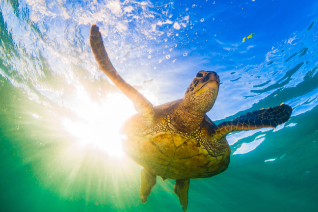 Sea Turtle Season on Anna Maria Island