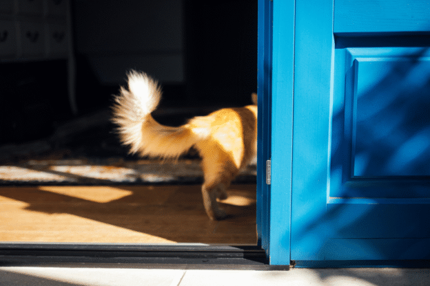 Vacation Like a Local: A Pet-Friendly Guide to Anna Maria Island
